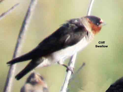 Cliff Swallow 7665.jpg