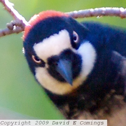 Acorn Woodpecker 6080