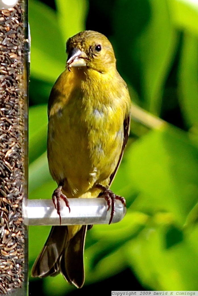 Lesser Goldfinch  female 1918.jpg