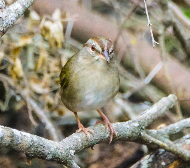 Olive Sparrow-239