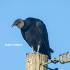 Black Vulture.jpg