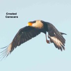 Crested Caracar in flight-124.jpg