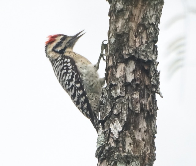 Downey Woodpecker-.jpg