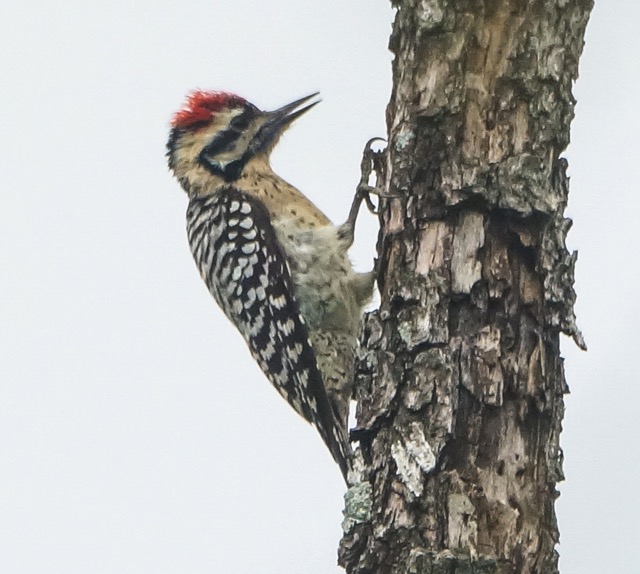 Downey Woodpecker-3.jpg