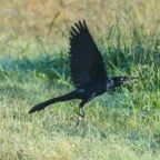 Great-tailed Grackle-125.jpg