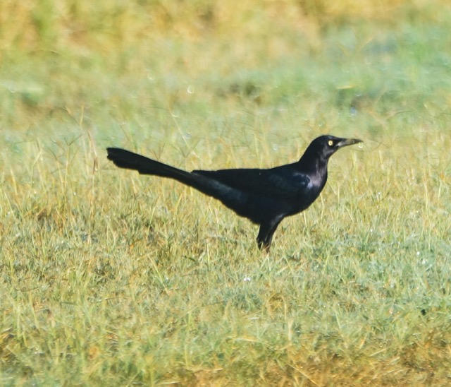 Great-tailed Grackle-131.jpg
