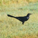 Great-tailed Grackle-131.jpg
