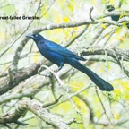 Great-tailed Grackle-250