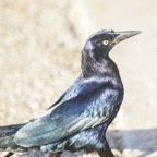 Great-tailed Grackle-563