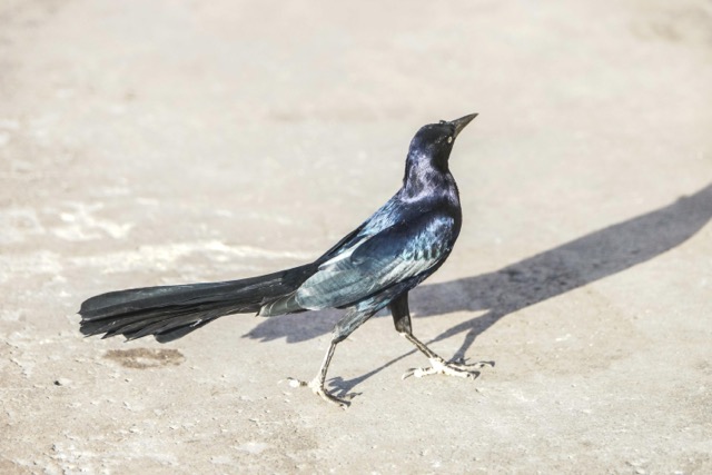 Great-tailed Grackle-564
