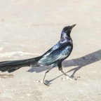 Great-tailed Grackle-564