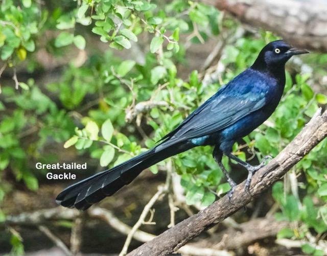 Great-tailed Grackle-321.jpg
