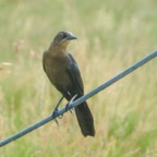 Great-tailed Grackle female-57.jpg