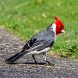 Red-Crested Cardinal 152x