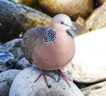 Spotted Dove 152