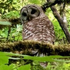 Barred Owl 3.jpg