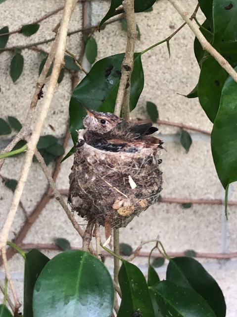 Hummingbird nest with chicks.jpg