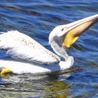 Ameican White Pelican-405.jpg