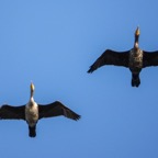 Double-crested Cormorants flying-121.jpg