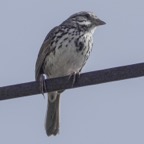 Song Sparrow-334.jpg