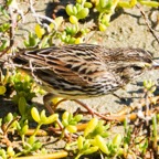 Savannah Sparrow-14.jpg