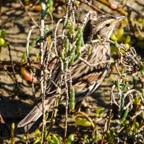 Savannah Sparrow-17.jpg