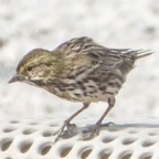 Savannah Sparrow-141.jpg