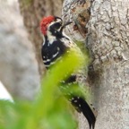 Nttall Woodpecker male.jpg