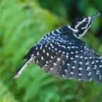 Nuttall's Woodpecker female-45.jpg