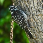 Nuttall's Woodpecker female-47.jpg