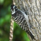 Nuttall's Woodpecker female-51.jpg