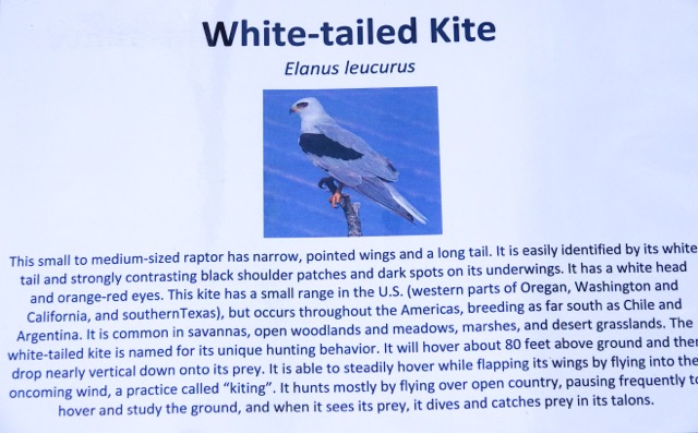 White-tailed Kite-18.jpg