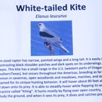 White-tailed Kite-18.jpg