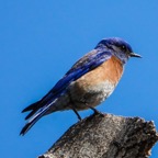 Western Bluebird male-219.jpg