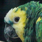 Blue-fronted Amazon Parrot-83.jpg