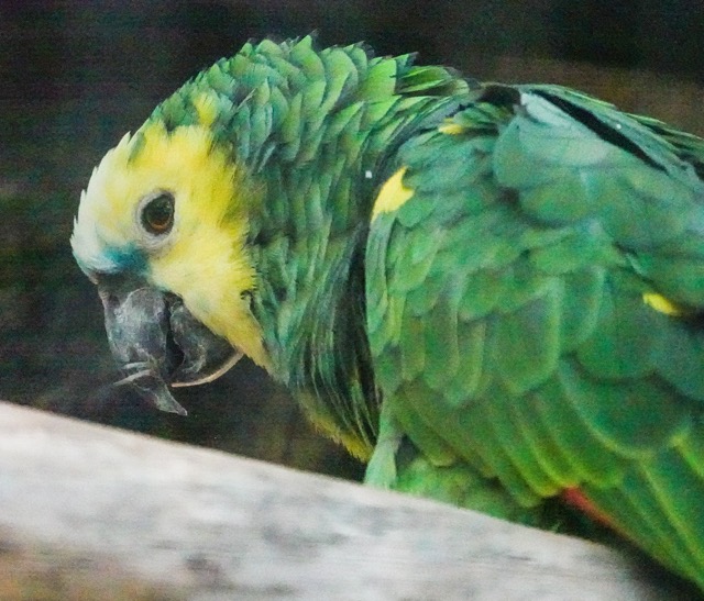 Blue-fronted Amazon Parrot-90.jpg