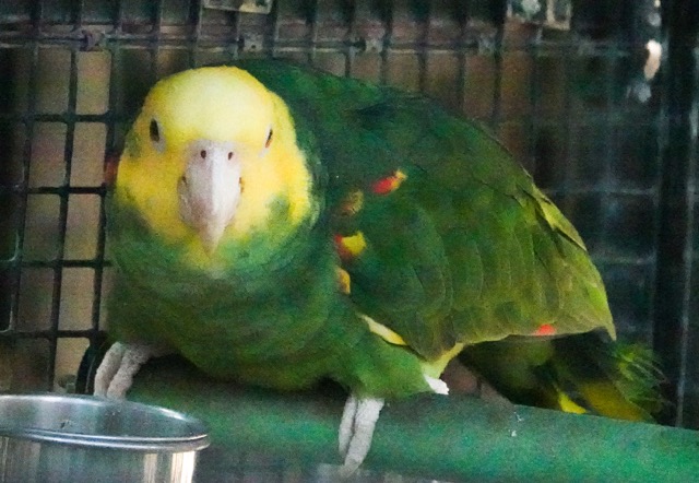 Yellow-headed Amazon Parrot-68.jpg