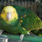 Yellow-headed Amazon Parrot-68.jpg
