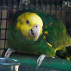Yellow-headed Amazon Parrot-70.jpg