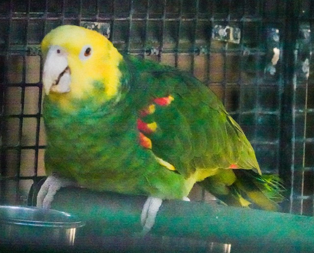 Yellow-headed Amazon Parrot-74.jpg
