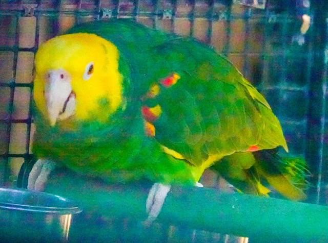 Yellow-headed Amazon Parrot.jpg