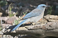 Mexican Jay 0189