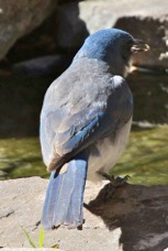 Mexican Jay 9253