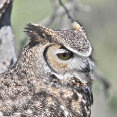 Great Horned Owl 7143