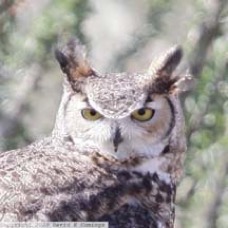 Great Horned Owl 7154 3.0