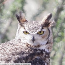 Great Horned Owl 7154
