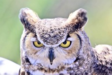 Great Horned Owl 7324
