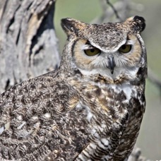 Great Horned Owl 7137