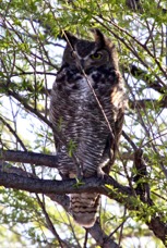 Great Horned Owl 9455
