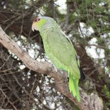 Red-crowned Parrot 1st yr 6748